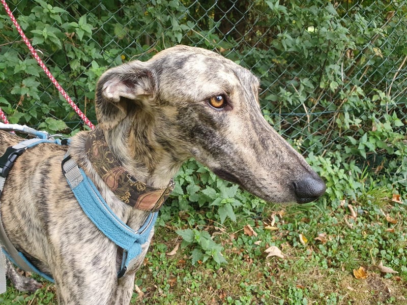 Toni, sucht Zuhause mit Hundekumpel