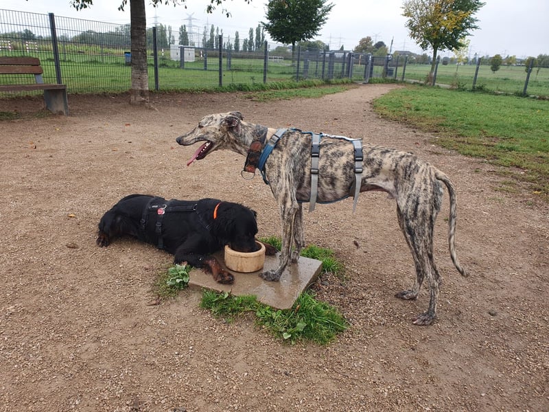 Toni, sucht Zuhause mit Hundekumpel