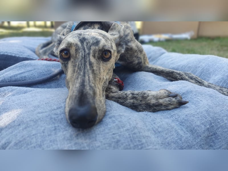 Toni, sucht Zuhause mit Hundekumpel