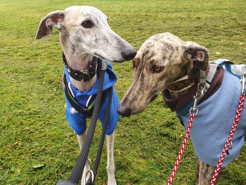 Toni, sucht Zuhause mit Hundekumpel