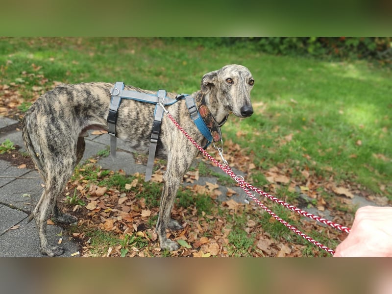 Toni, sucht Zuhause mit Hundekumpel