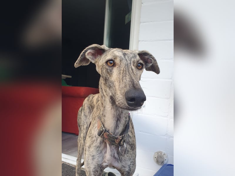 Toni, sucht Zuhause mit Hundekumpel