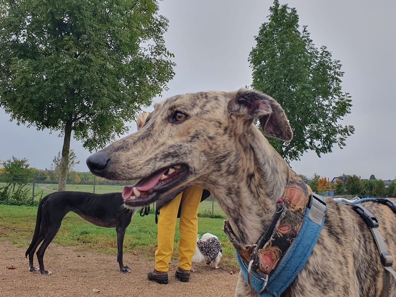 Toni, sucht Zuhause mit Hundekumpel