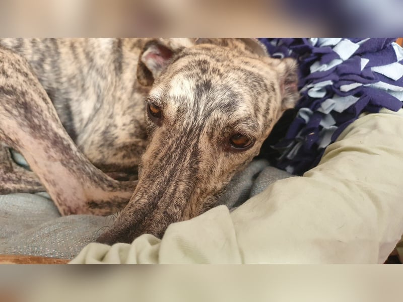 Toni, sucht Zuhause mit Hundekumpel