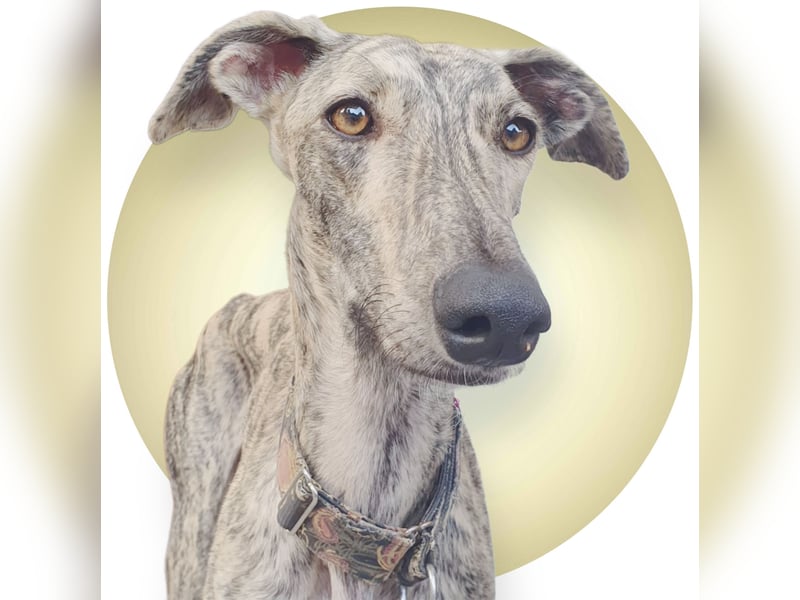 Toni, sucht Zuhause mit Hundekumpel