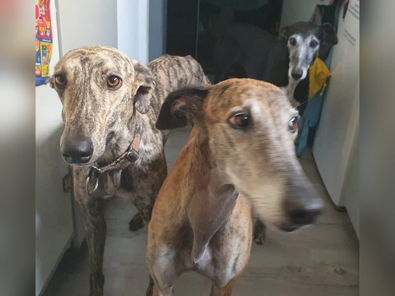 Toni, sucht Zuhause mit Hundekumpel