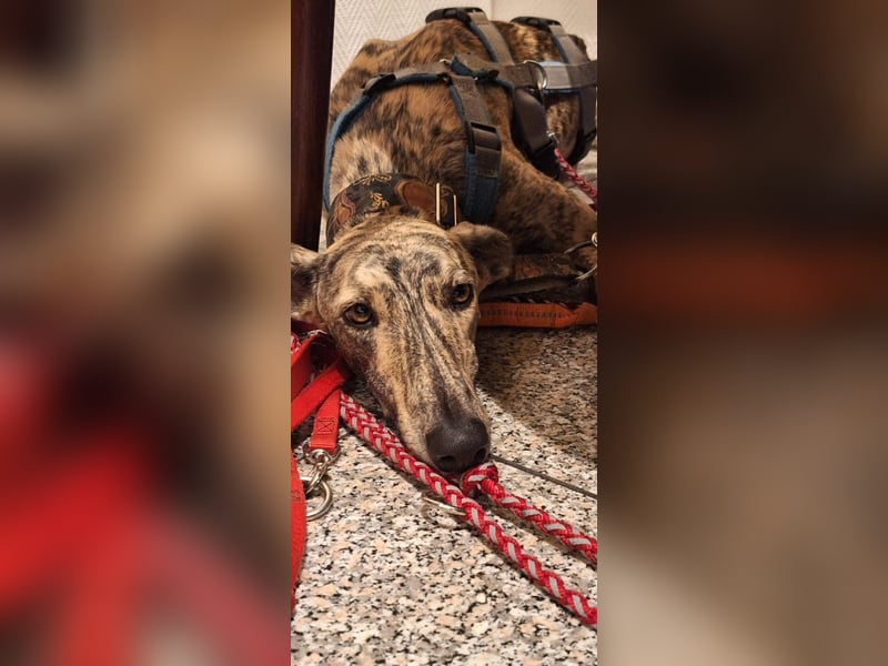 Toni, sucht Zuhause mit Hundekumpel