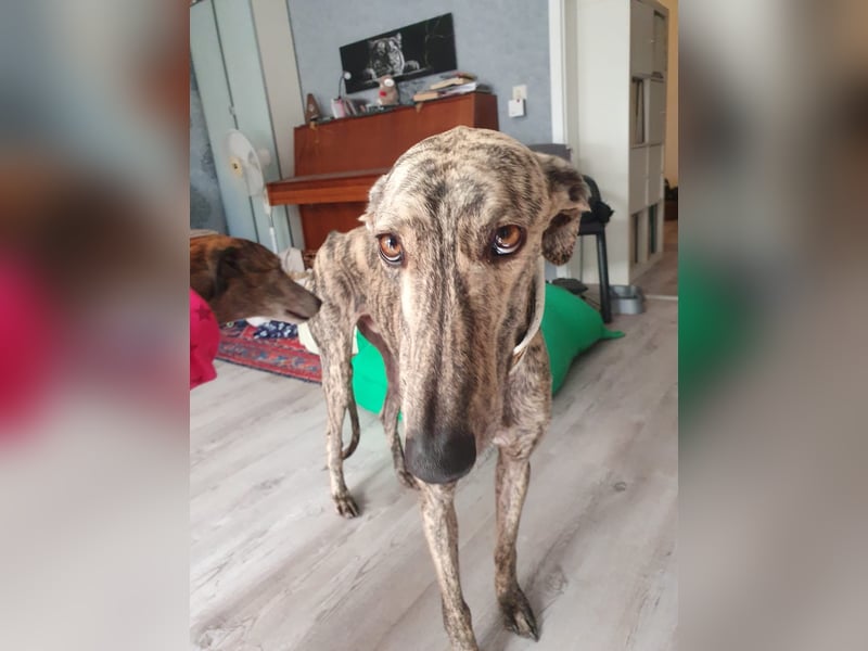 Toni, sucht Zuhause mit Hundekumpel