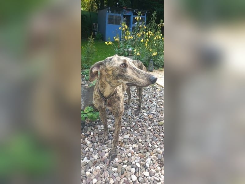 Toni, sucht sein passendes Rudel