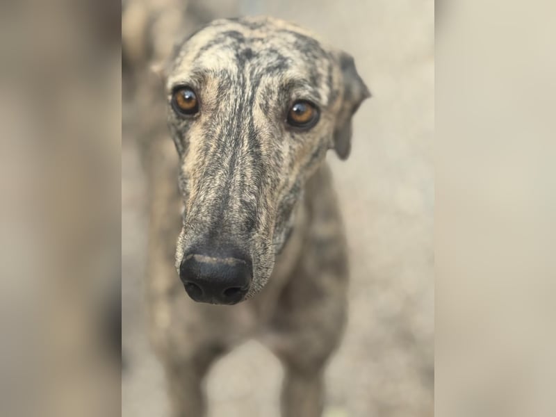 Toni, sucht Zuhause mit Hundekumpel