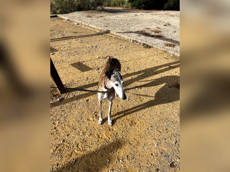 Artillera, wünscht sich ein warmes Plätzle