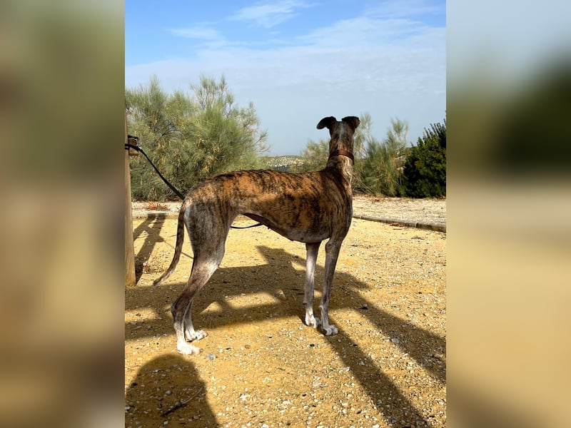 Artillera, wünscht sich ein warmes Plätzle