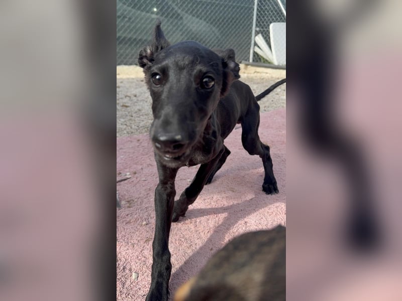 Ruinero, ein kleiner Galgo Bub