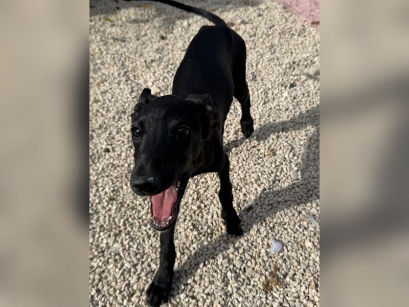 Ruinero, ein kleiner Galgo Bub