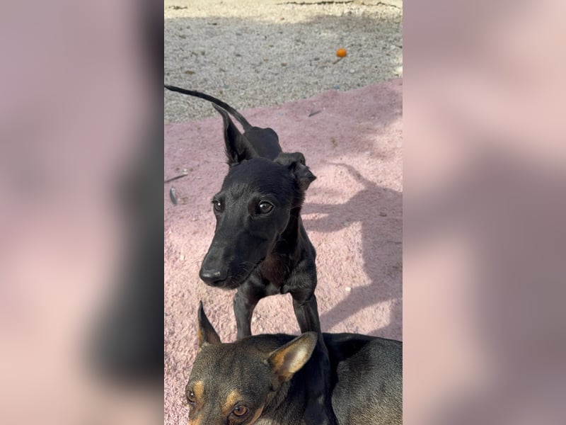 Ruinero, ein kleiner Galgo Bub