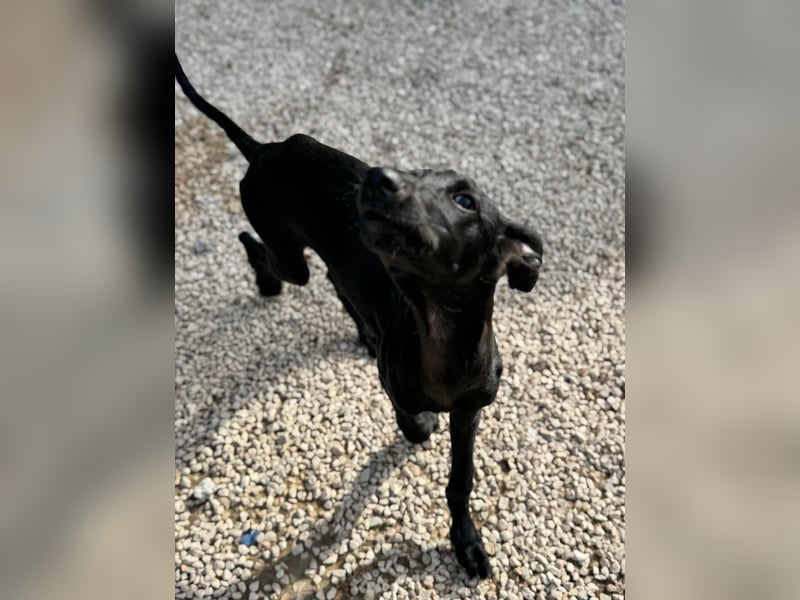Ruinero, ein kleiner Galgo Bub