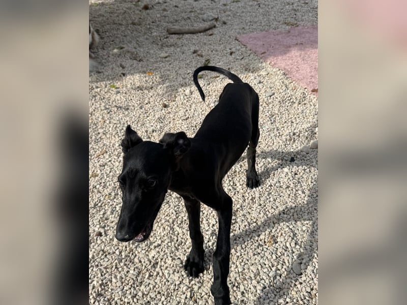 Ruinero, ein kleiner Galgo Bub