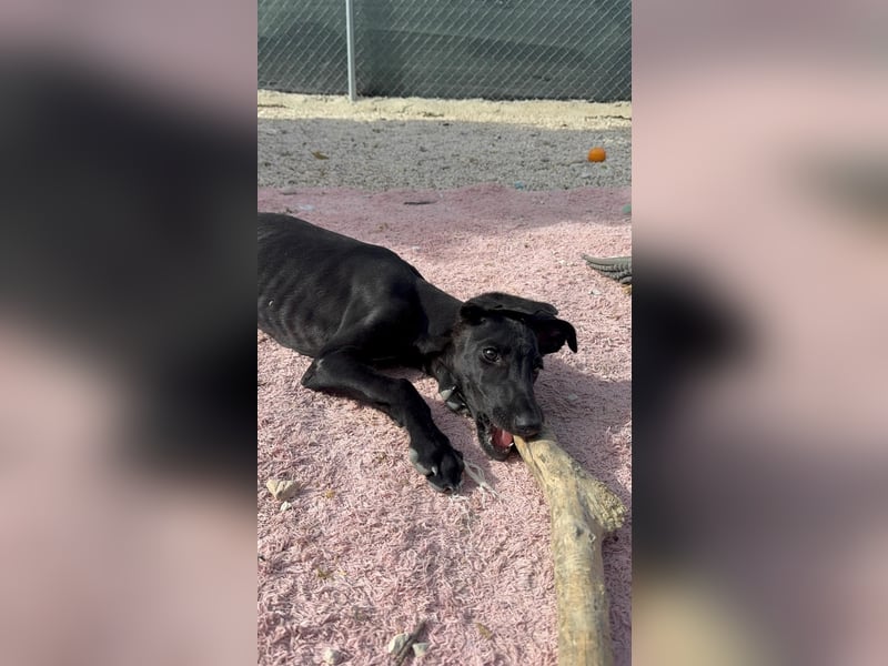 Ruinero, ein kleiner Galgo Bub