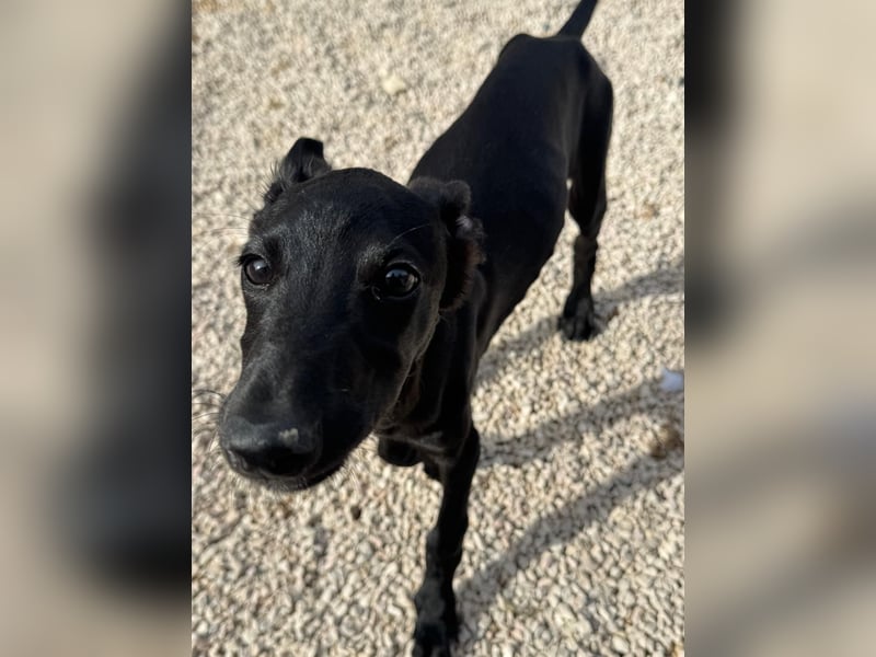 Ruinero, ein kleiner Galgo Bub