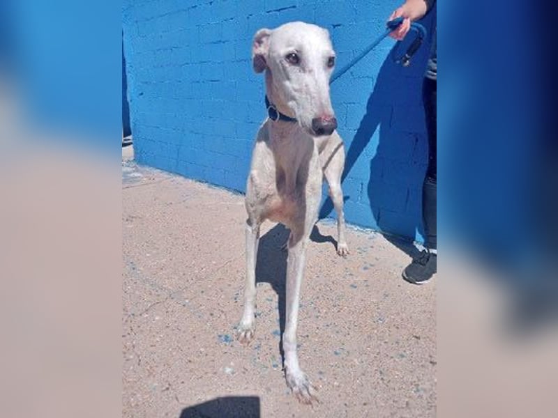 India, eine ruhige Galga