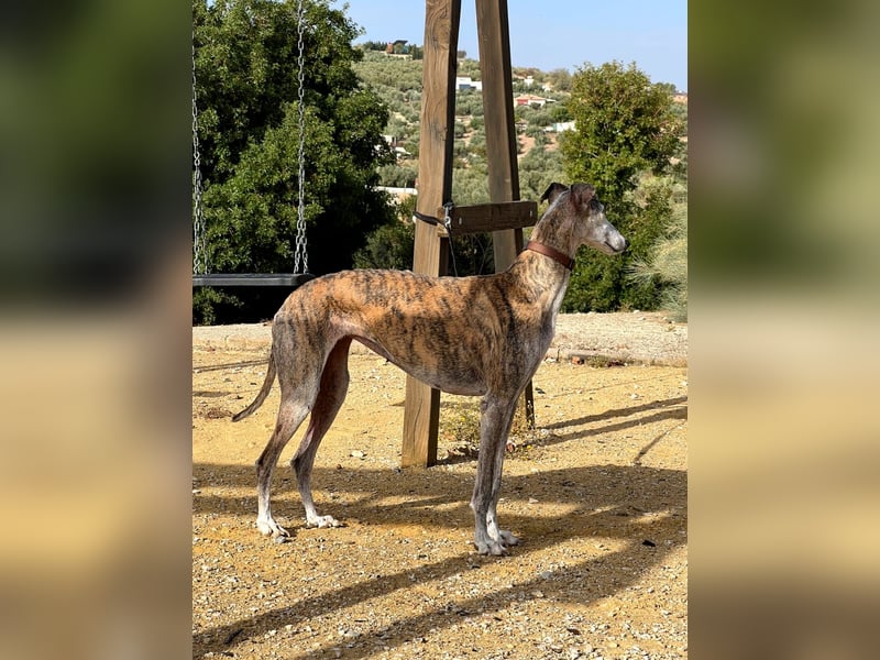 Artillera, wünscht sich ein warmes Plätzle