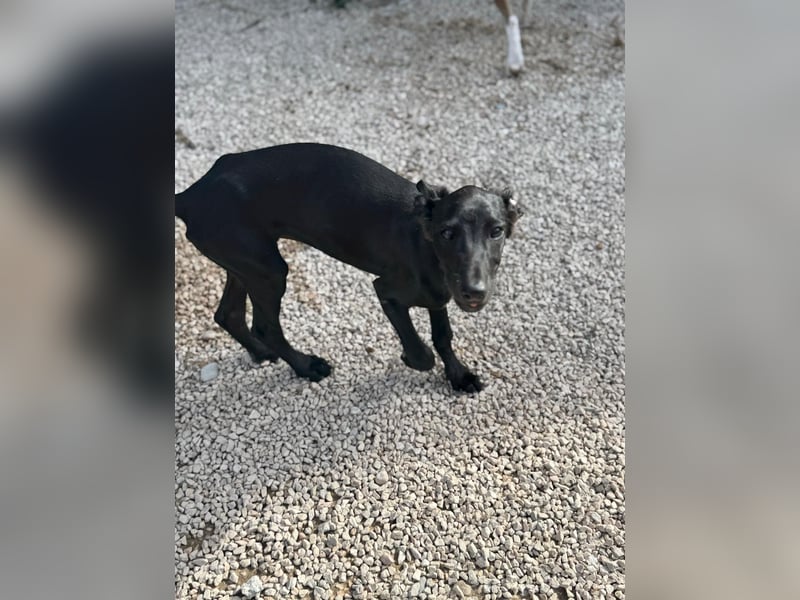 Ruinero, ein kleiner Galgo Bub
