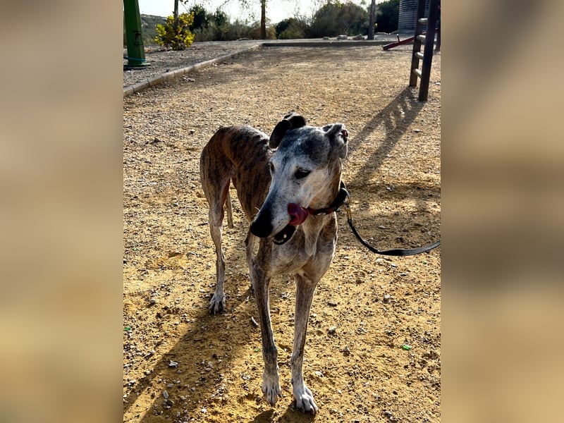Artillera, wünscht sich ein warmes Plätzle