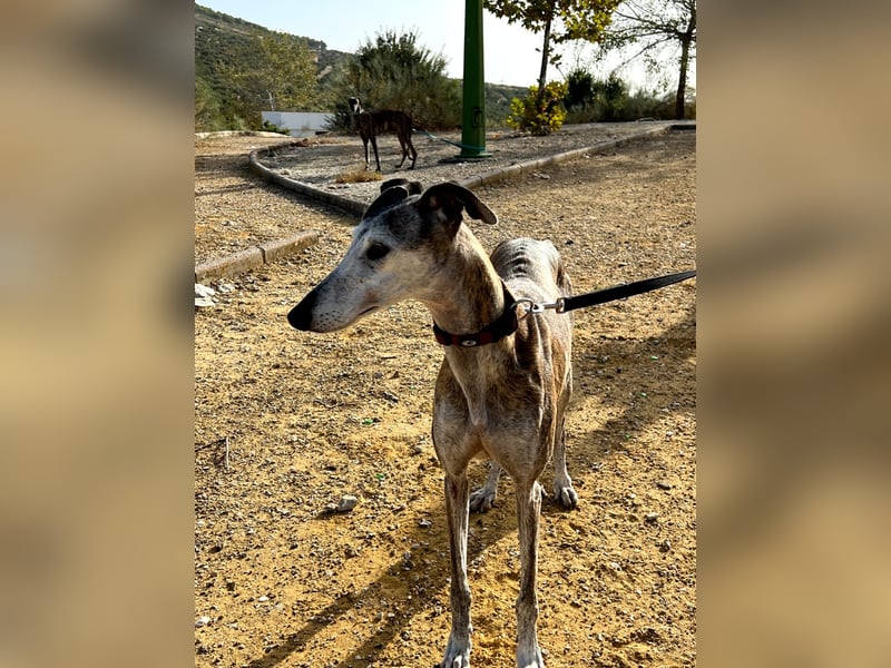 Artillera, wünscht sich ein warmes Plätzle