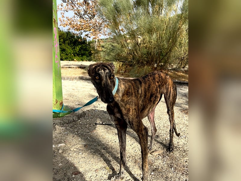 Pastora, sozial und zurückhaltend