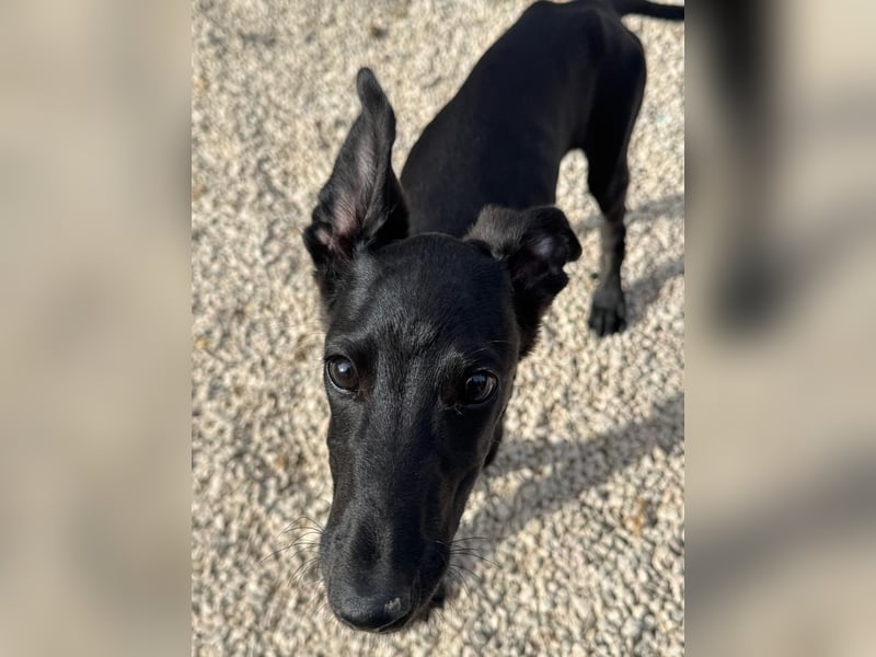 Ruinero, ein kleiner Galgo Bub
