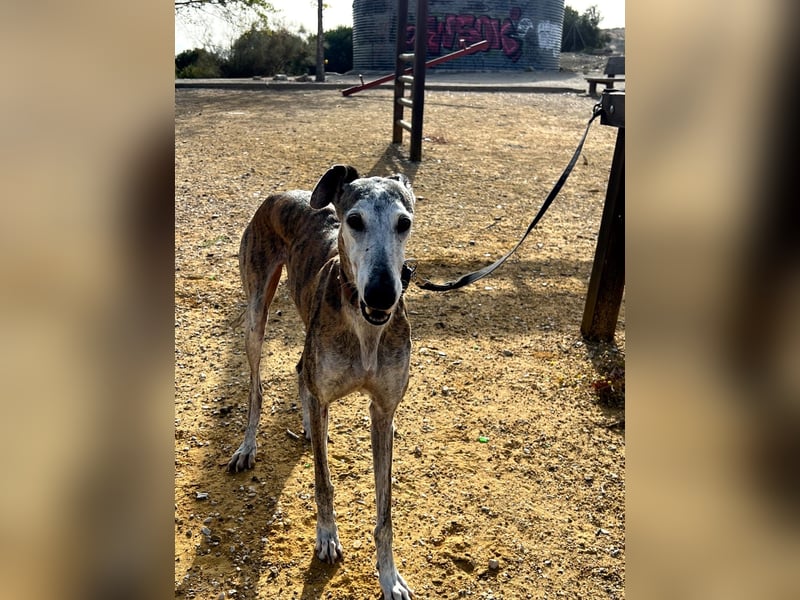 Artillera, wünscht sich ein warmes Plätzle