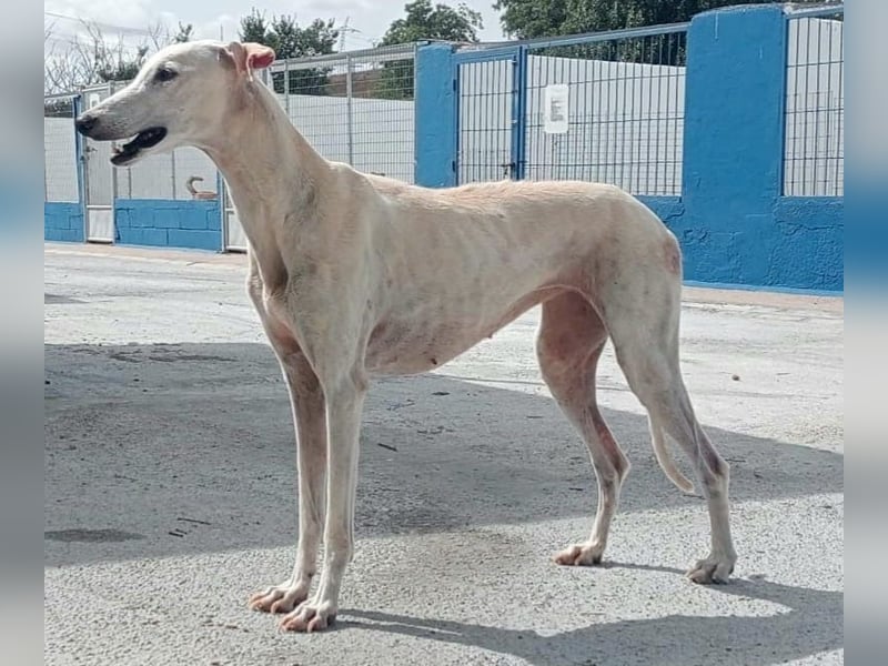 India, eine ruhige Galga