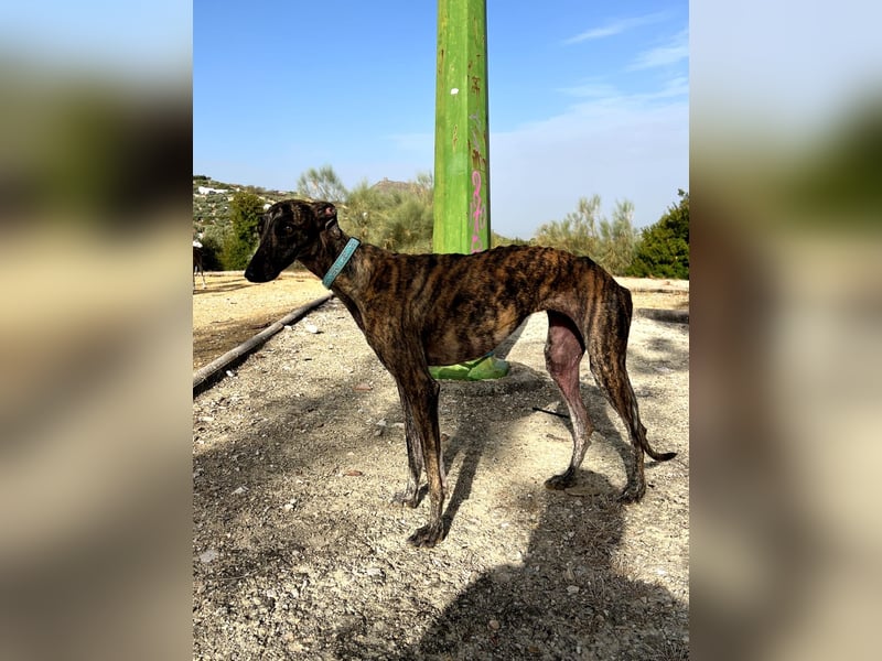 Pastora, sozial und zurückhaltend