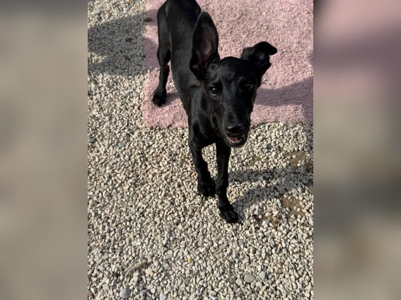 Ruinero, ein kleiner Galgo Bub