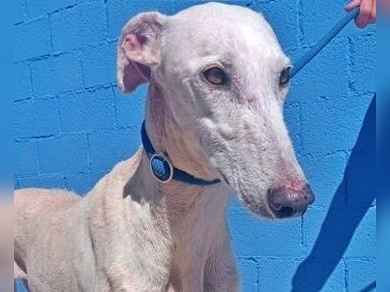 India, eine ruhige Galga
