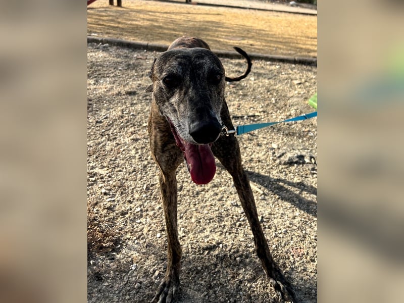 Golfo, fröhlich und lustig