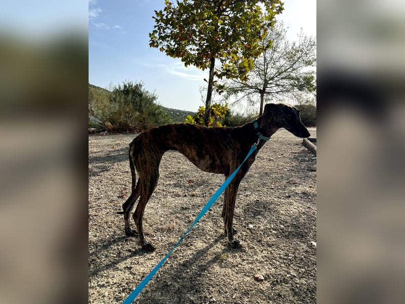 Pastora, sozial und zurückhaltend