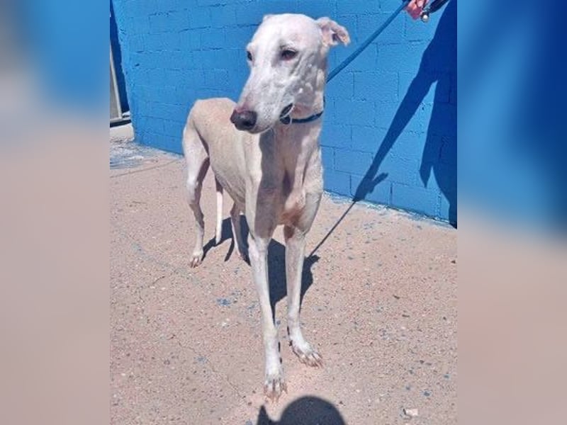 India, eine ruhige Galga