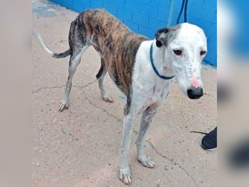 Lion, ein hübscher Galgo Bub