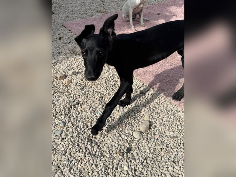 Ruinero, ein kleiner Galgo Bub