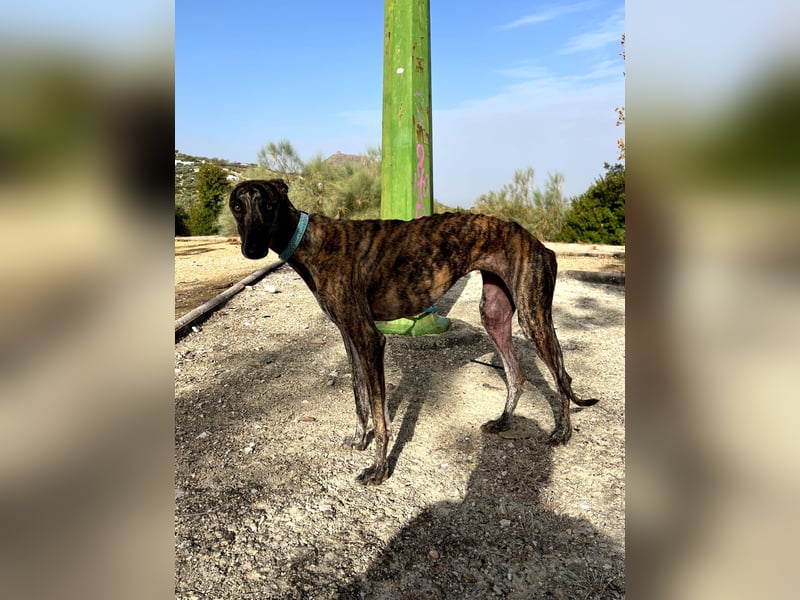 Pastora, sozial und zurückhaltend