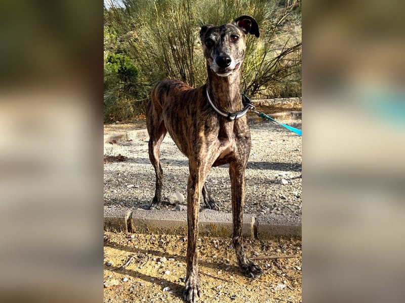 Golfo, fröhlich und lustig