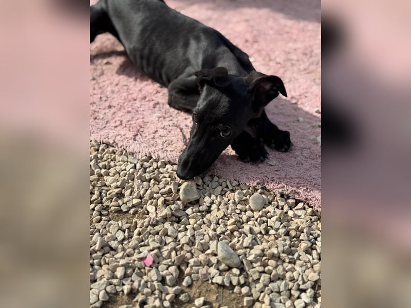 Ruinero, ein kleiner Galgo Bub