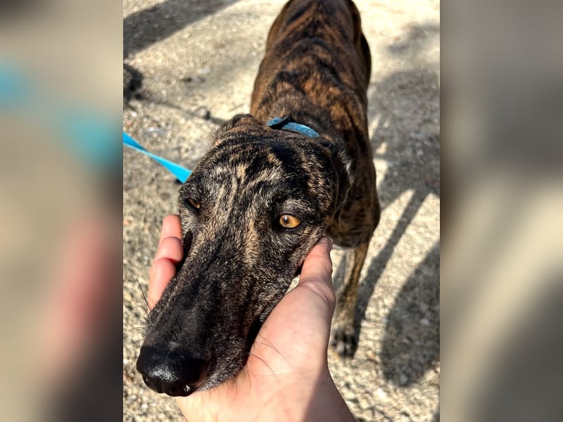 Pastora, sozial und zurückhaltend