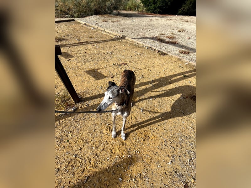 Artillera, wünscht sich ein warmes Plätzle