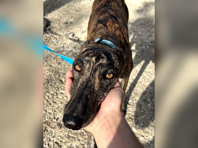 Pastora, sozial und zurückhaltend