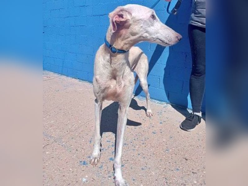 India, eine ruhige Galga