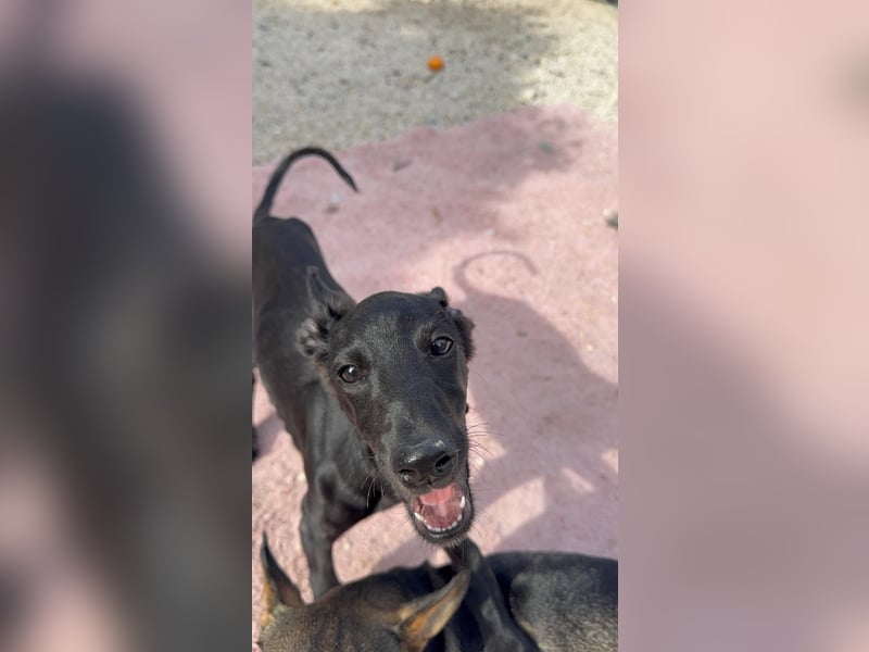 Ruinero, ein kleiner Galgo Bub