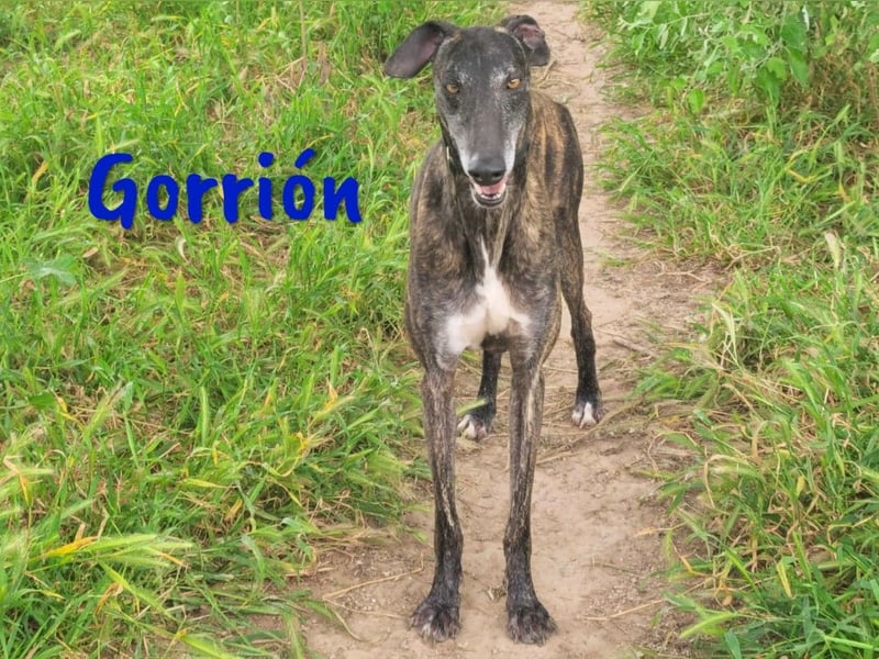 Gorrión geb. 10/2020 (in Deutschland) - ein Galgo sucht sein Glück!