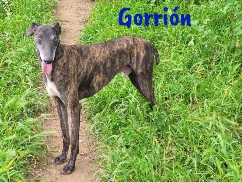 Gorrión geb. 10/2020 (in Deutschland) - ein Galgo sucht sein Glück!